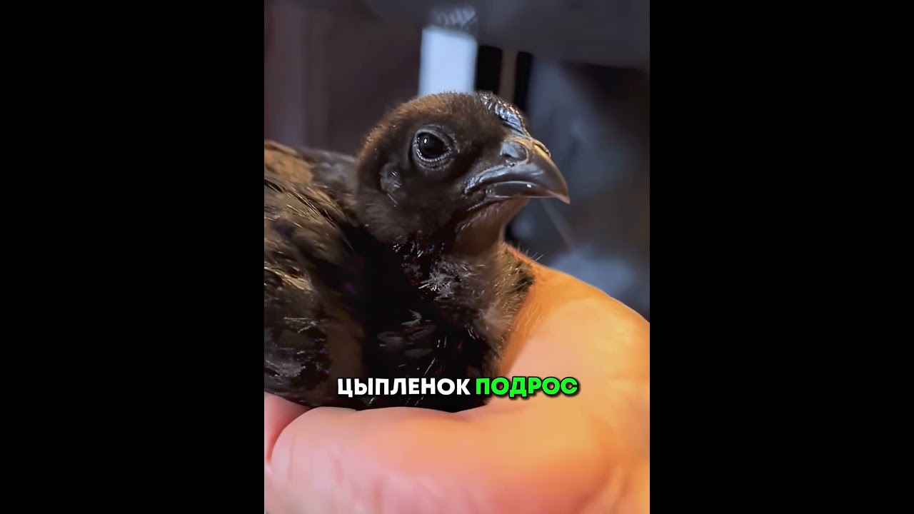 Супруги нашли в старой скорлупе необычную курицу