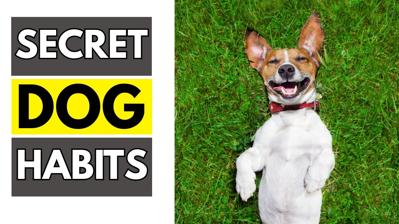 Secrets To Understanding Your Dog | What Dogs Really Feel