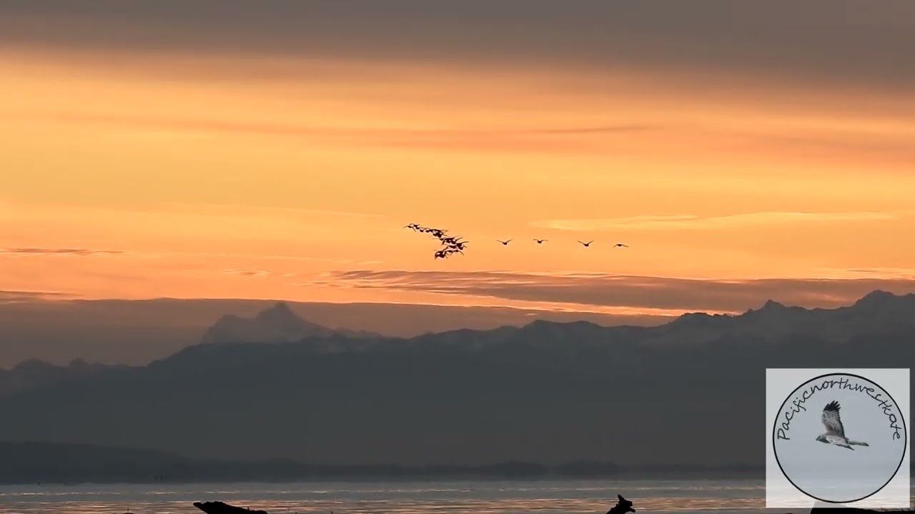 Sunrise on Boundary Bay, BC