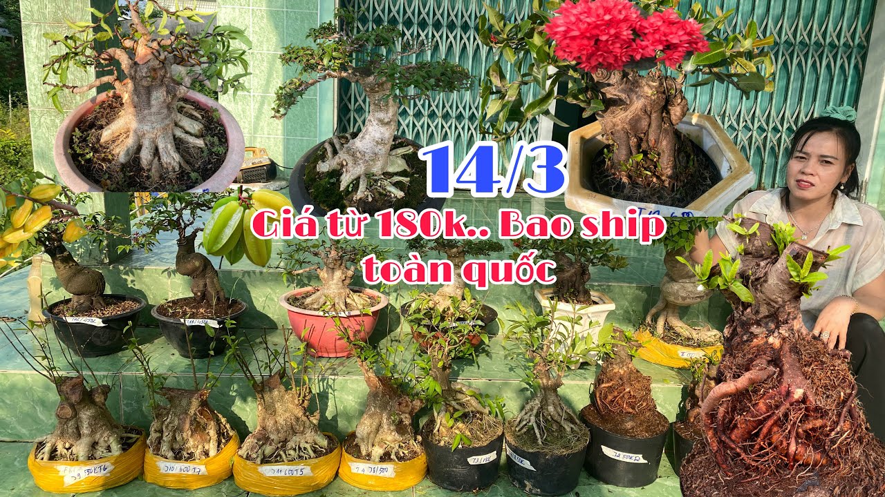 Bán Cây Kiểng Giá Rẻ 14/3 Bonsai Mai Chiếu Thuỷ, Khế Nhật, Giấy Xác Pháo, Mẫu Đơn Vườn Trung Hiếu 