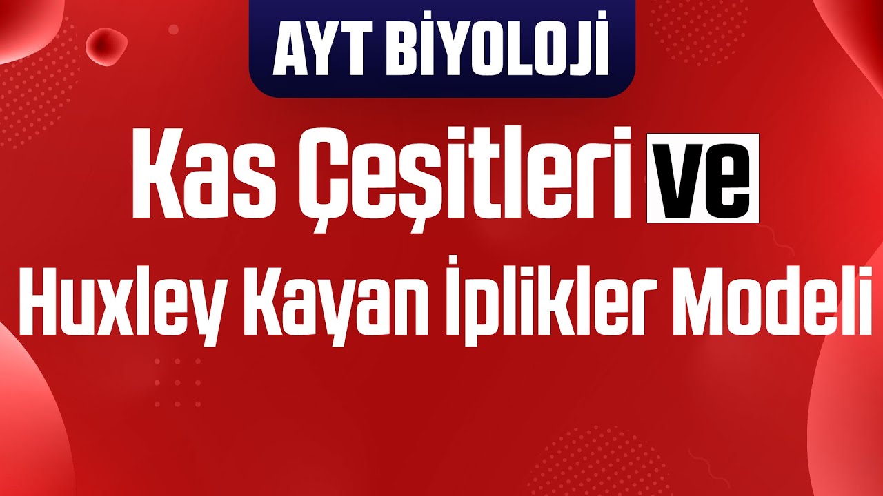 12) Kas Çeşitleri , Çizgili Kasların Kasılması (Huxley modeli)