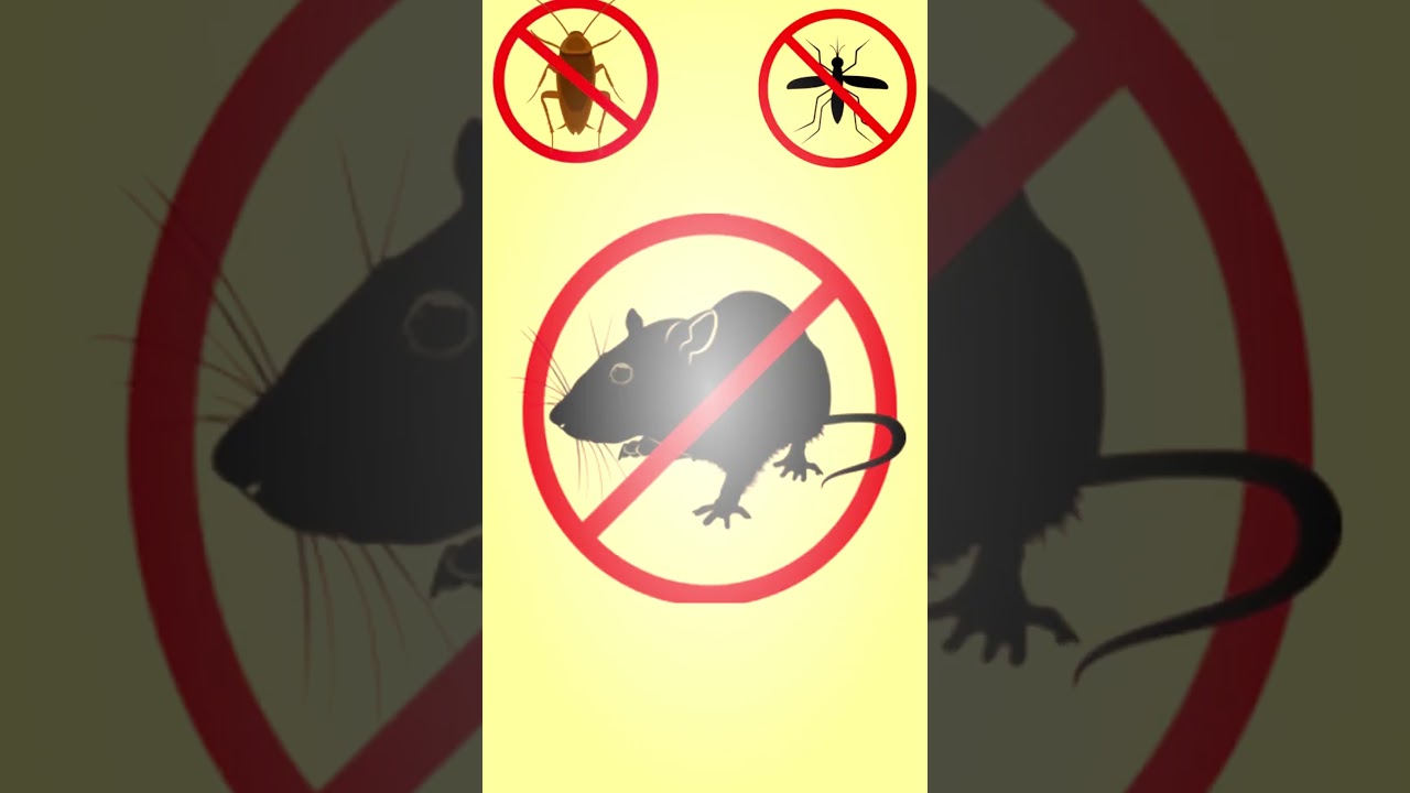 20000Hz SOUND destroys mice, rats and insects.#anti#mouse#cockroach#mosquito#repellent#