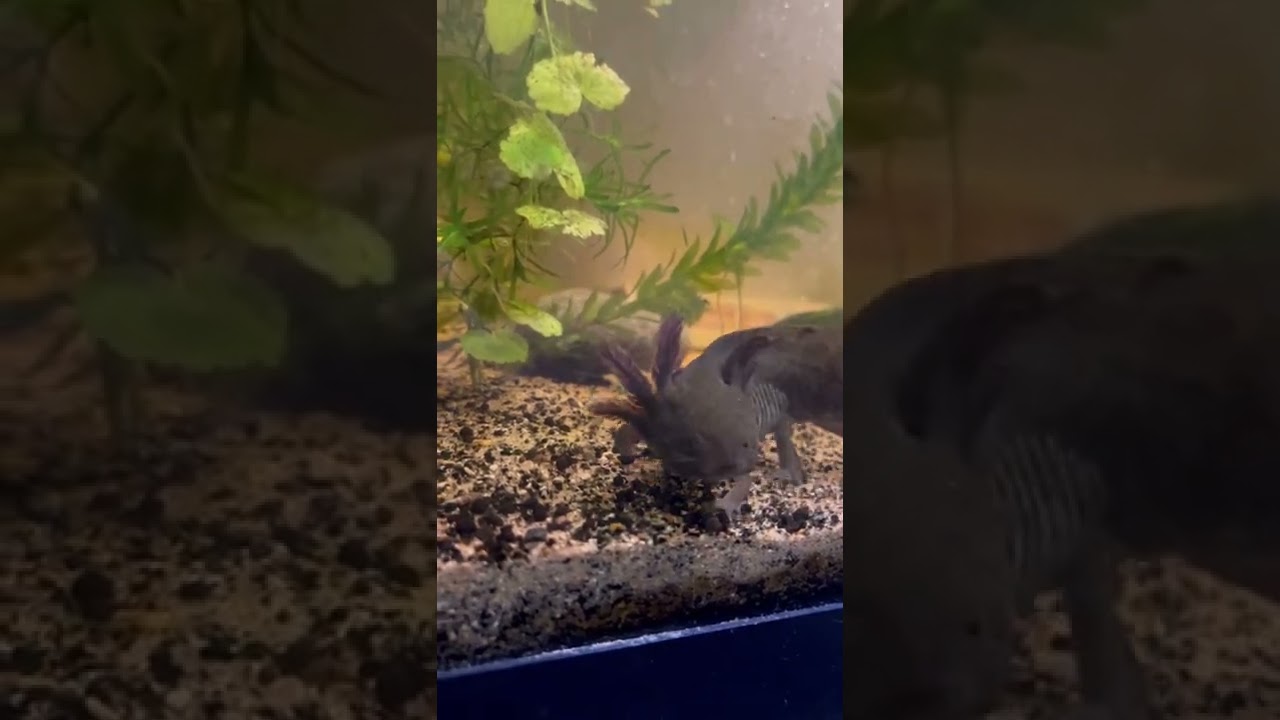 Meet Patti , my Wild Type Young Axolotl
