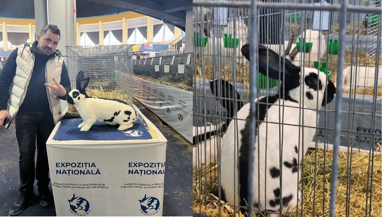 Exemplarele de fluture german și berbec german din Expoziția Națională a României 2024🇷🇴🏆✅