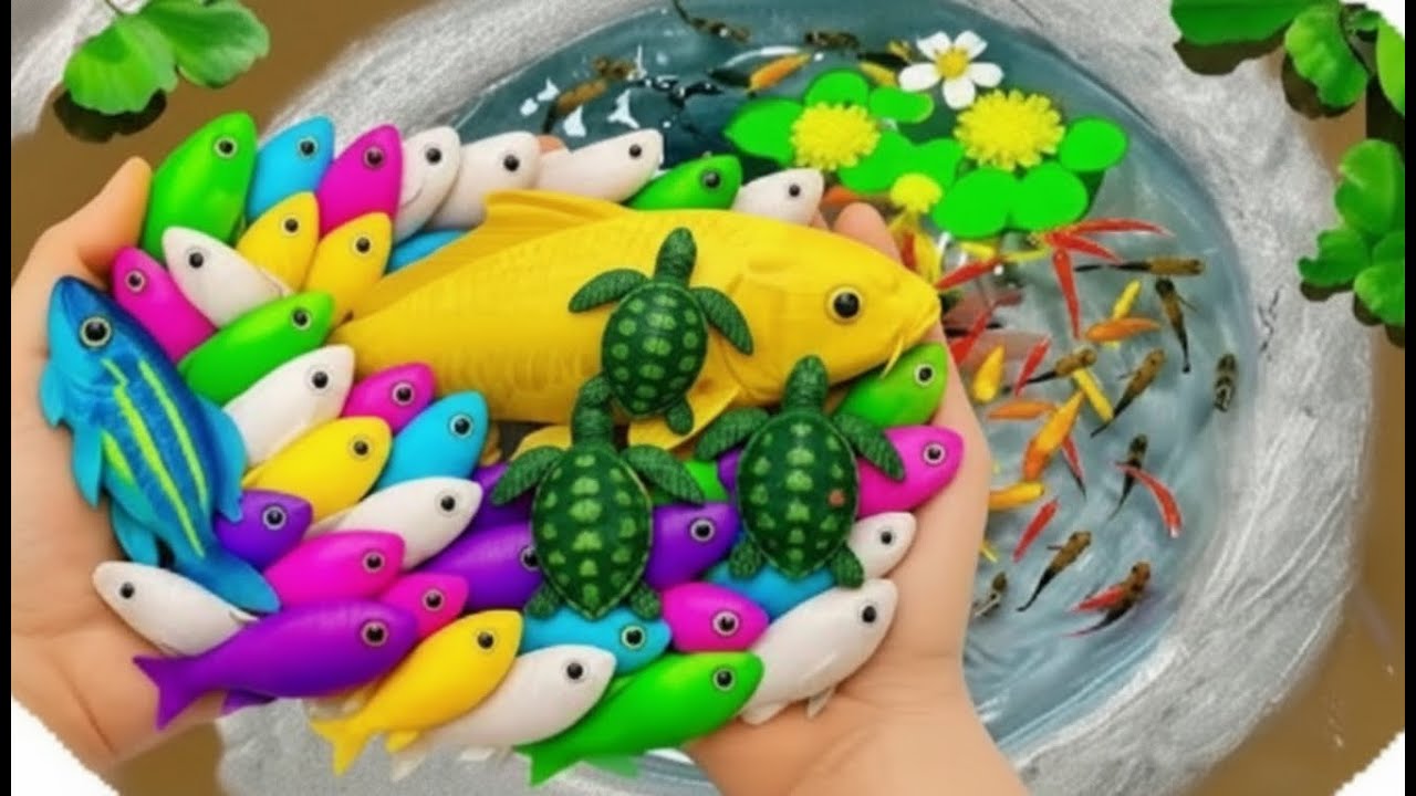 Catch Stranger Freshwater Aquarium Fish in Small Pond Baby Turtle, Catfish, Crayfish, pencil fish