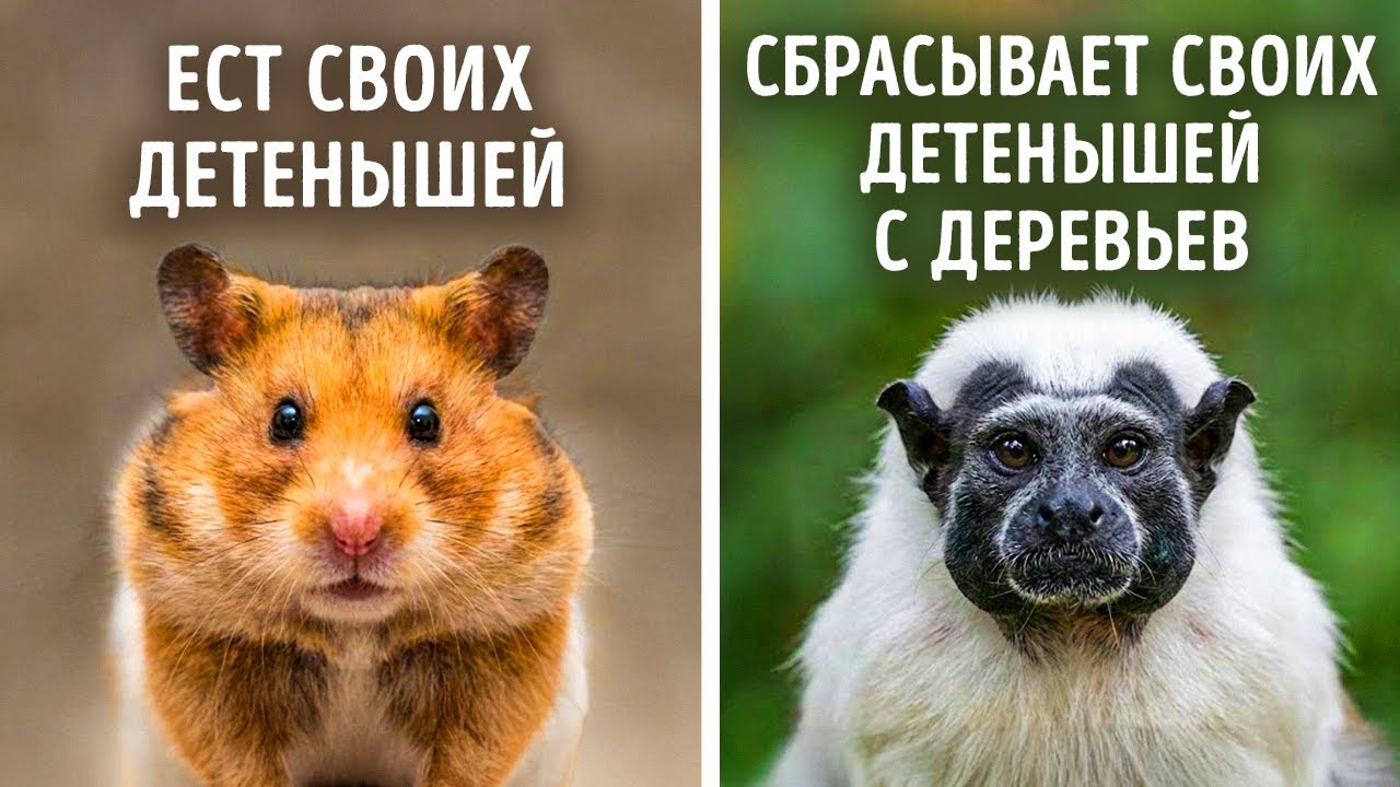 Животные, которые шокирующе плохие родители
