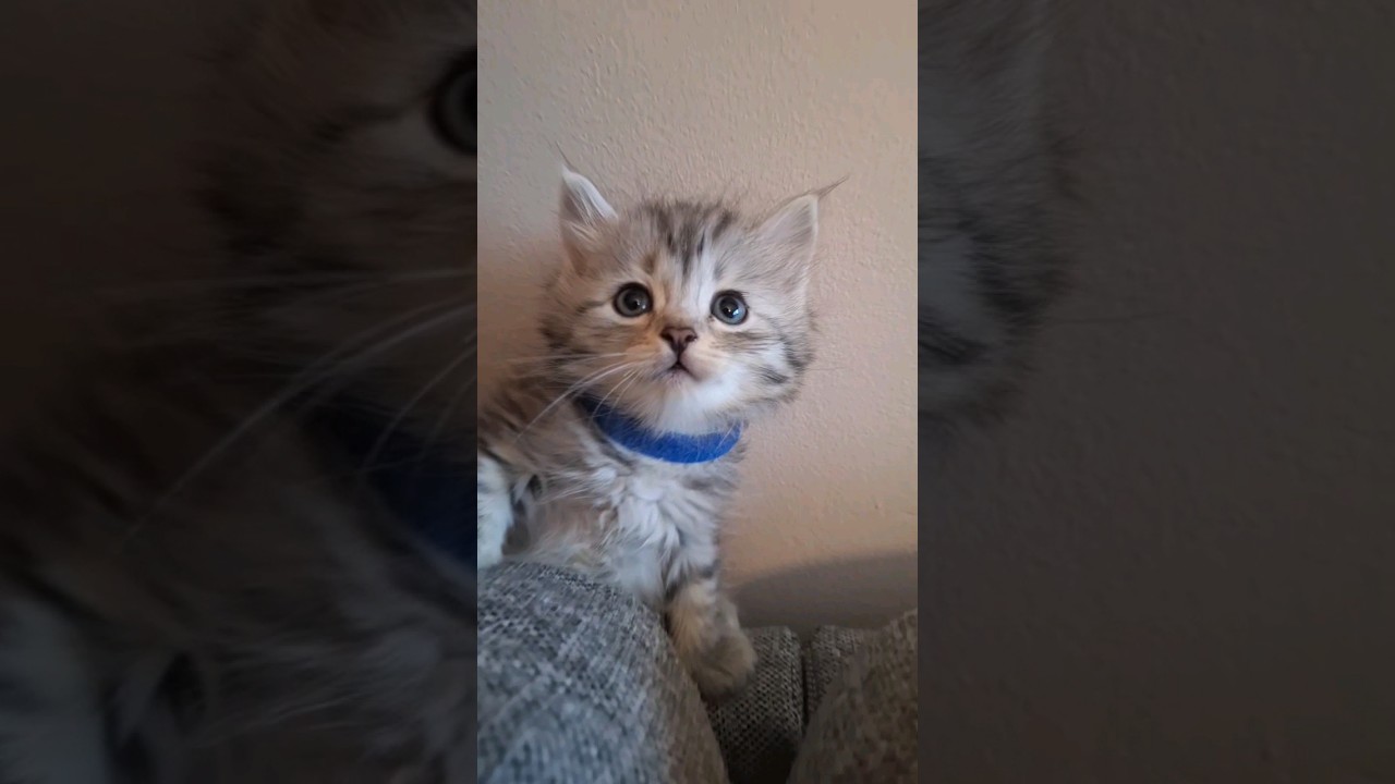 6 shades of grey😻 6 weeks old siberian kittens in Norway😻😻