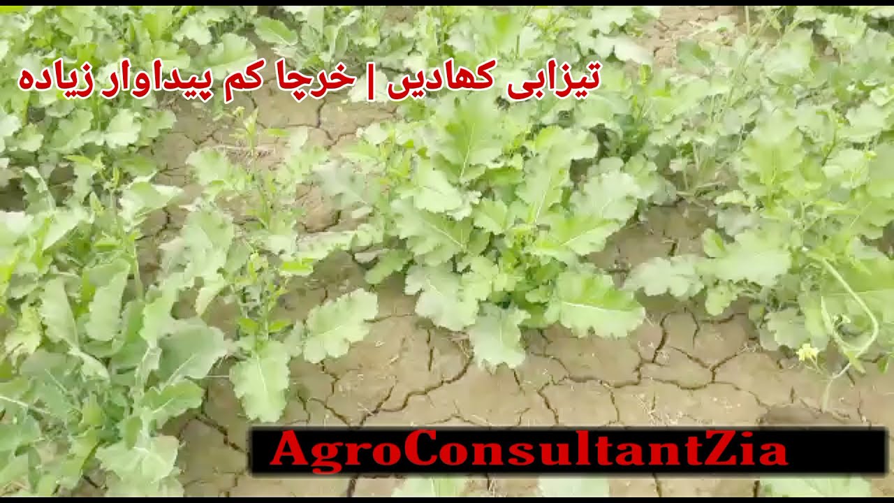 جدت کے سلطان | تیزابی کھادوں کے کمالات | منافع و پیداوار زیادہ اور اخراجات کم