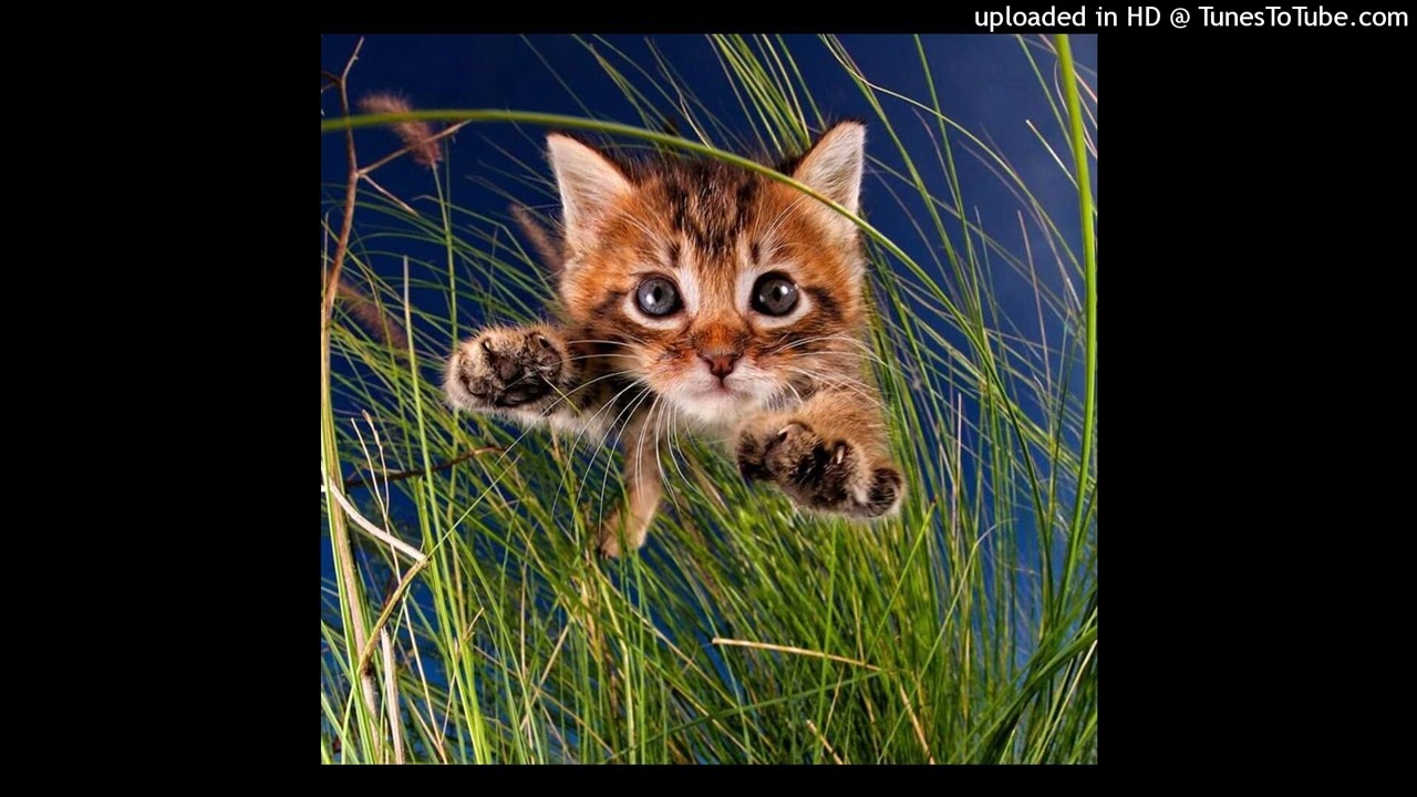 [free] maajins + rexv2 type beat - 