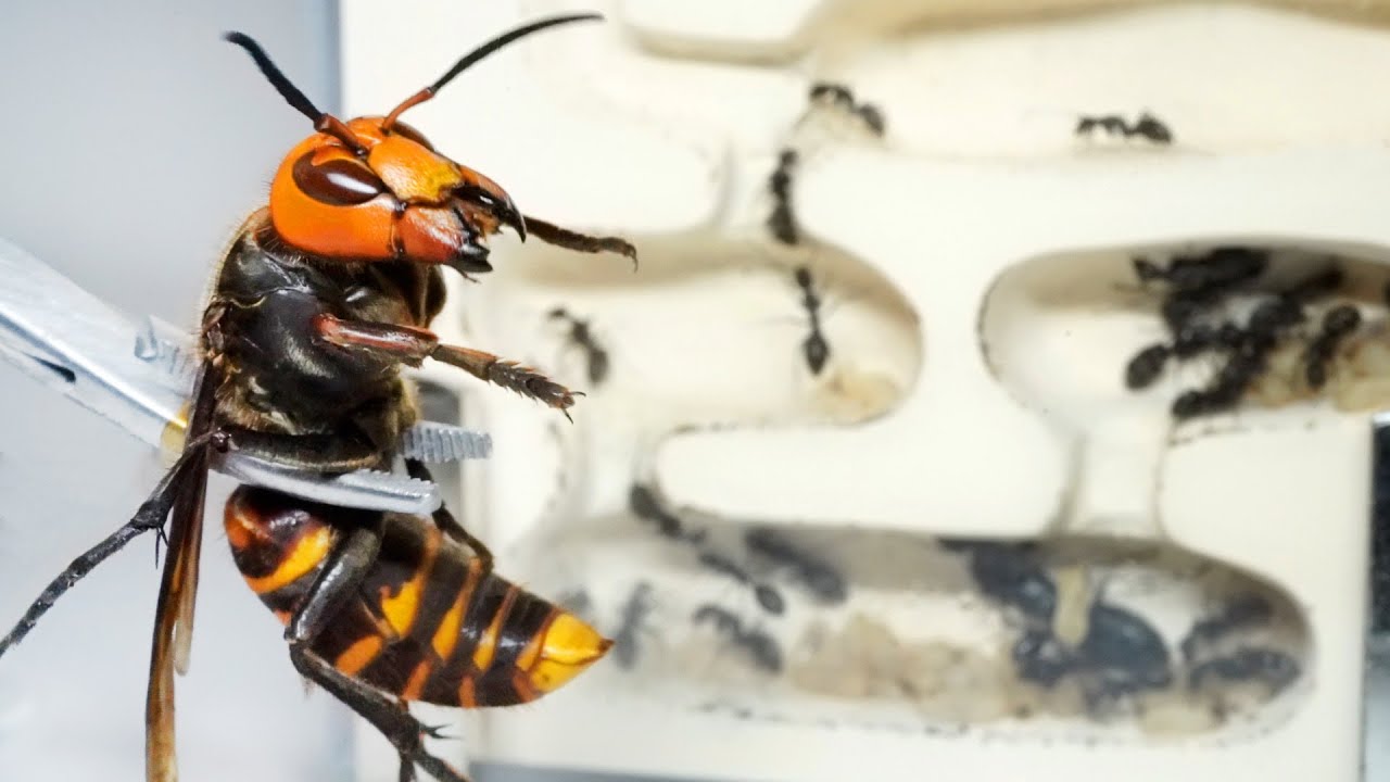 巨大アリの巣にオオスズメバチを入れると…
