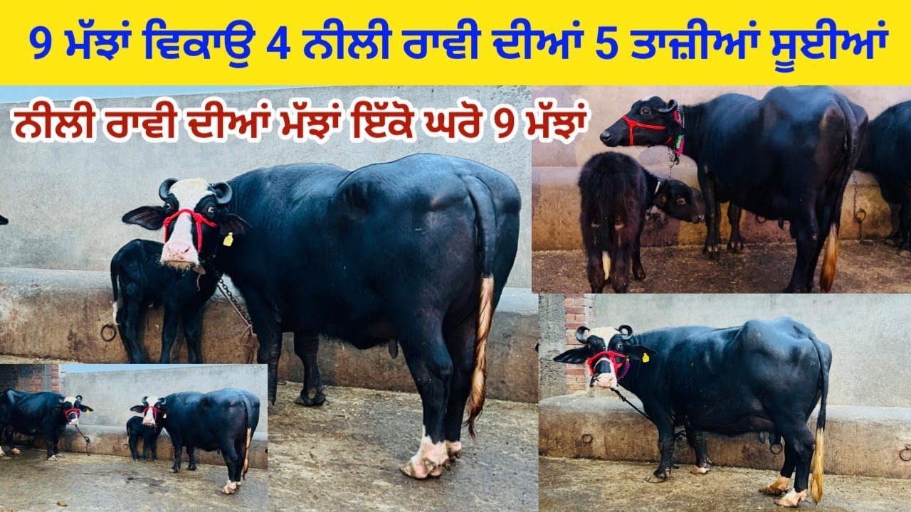9 ਮੱਝਾਂ ਵਿਕਾਉ 4 ਨੀਲੀ ਰਾਵੀ ਦੀਆਂ 5 ਤਾਜ਼ੀਆਂ ਸੂਈਆਂ । ਨੀਲੀ ਰਾਵੀ ਨਸਲ ਦੀਆਂ ਮੱਝਾਂ। ਪਿੰਡ ਮਹਿਮੂਦਪੁਰ।ਤਰਨਤਾਰਨ