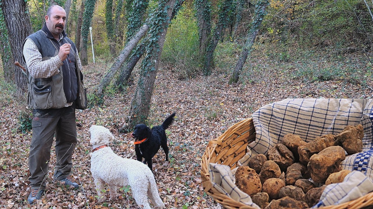 Come CERCARE TARTUFI nelle Crete Senesi | TARTUFO BIANCO