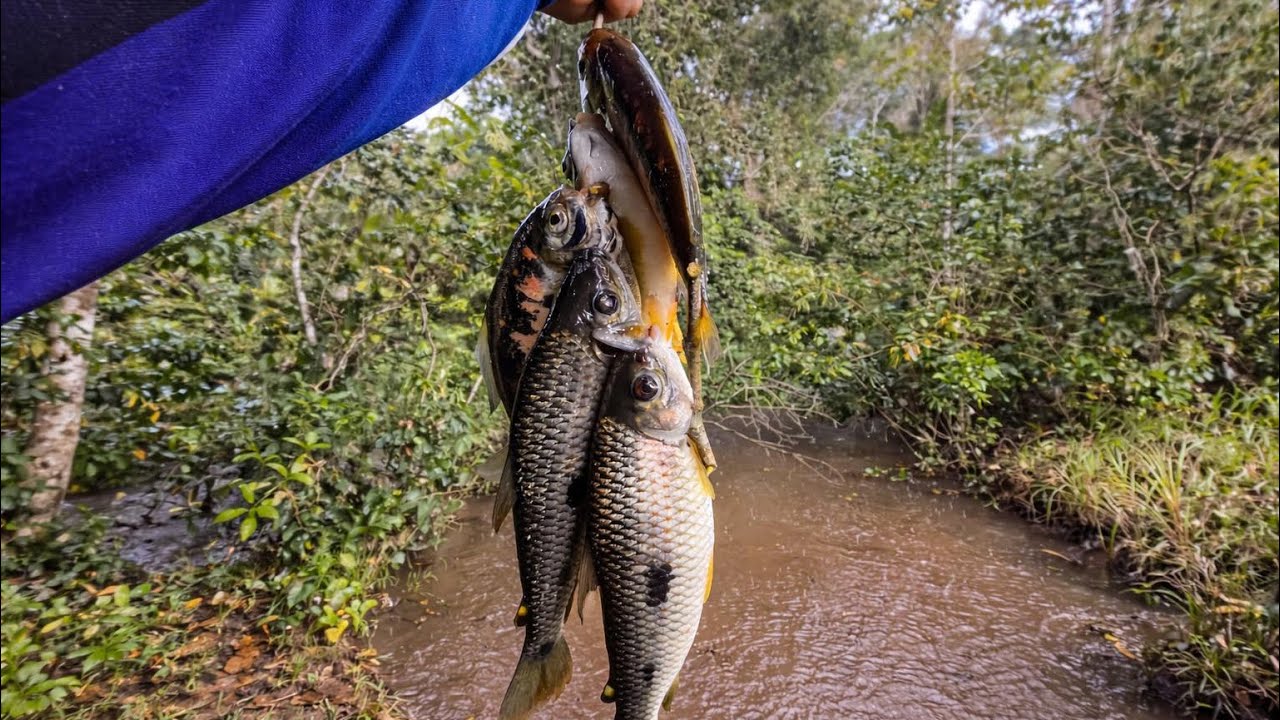 NUNCA DUVIDE DE UM RIO PEQUENO | MUITO PEIXE E ASSADO NO FINAL 🎣🔥🏕️