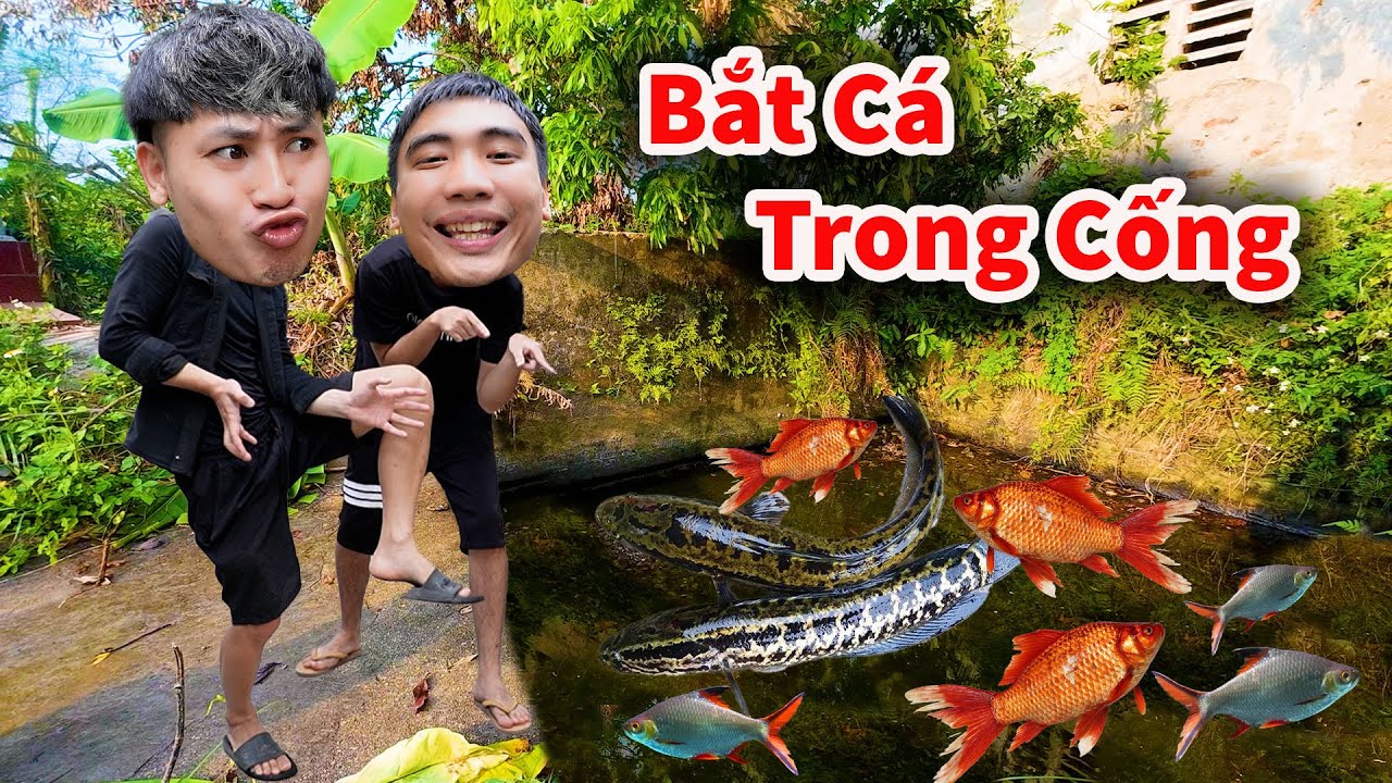 Hậu Cáo - Lần Đầu Bắt Nguyên Bầy Cá Lóc Trong Trạm Bơm Cũ Bỏ Hoang