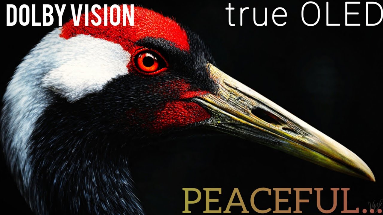 Relax True OLED Demo Nature | Most Beautiful Wildlife Shots | Full HD 60FPS