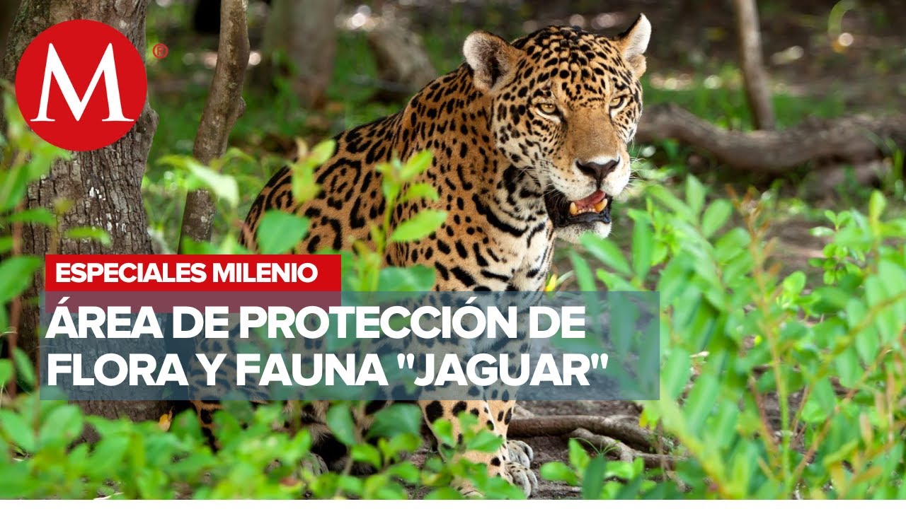 "Jaguar", área natural protegida | Especiales Milenio