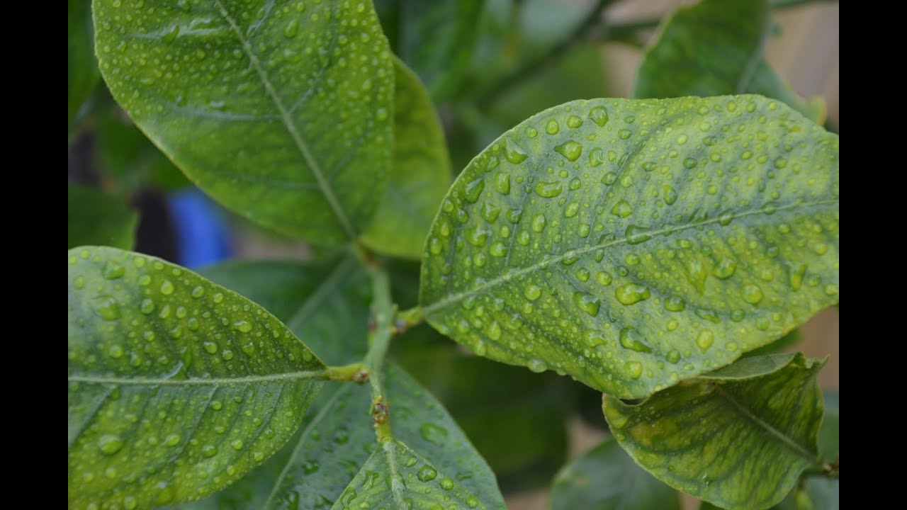Gjethet kurative t&euml; limonit