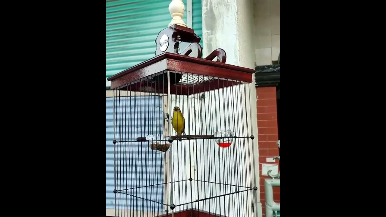 nembak mantenan panjang bikin gacor