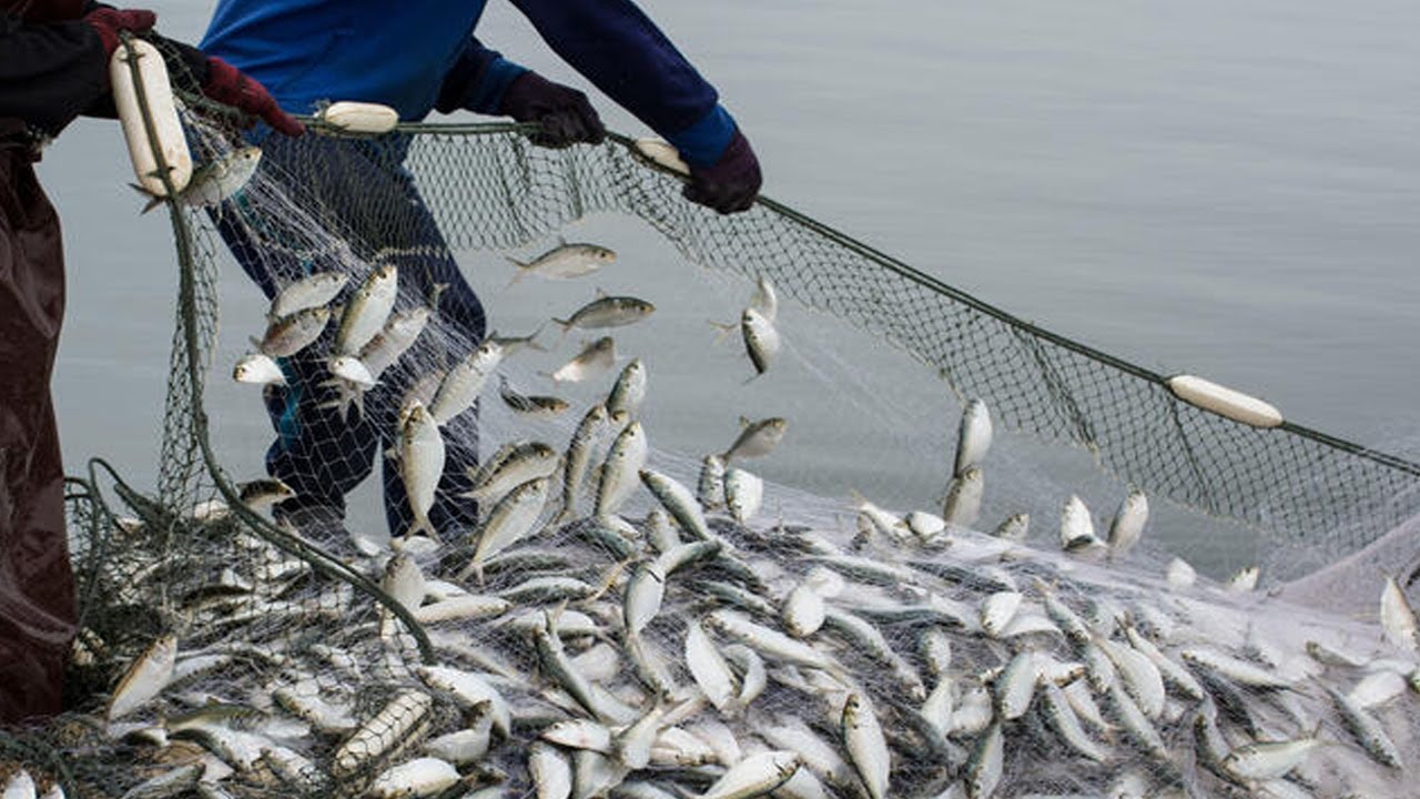 hilsa fish catching in deep sea | live ilish fish hunting | net fishing | Fishing Tips
