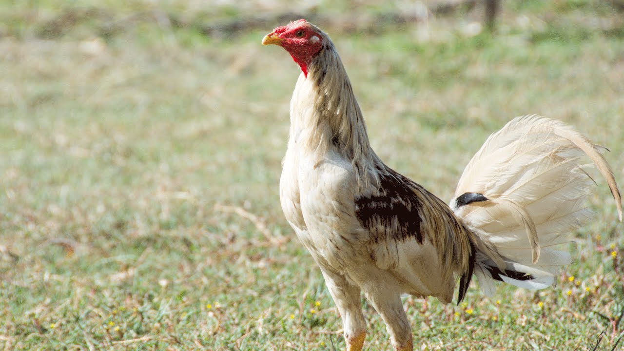 Take a Look Inside a Cage-Free Chicken Farm | Fortune