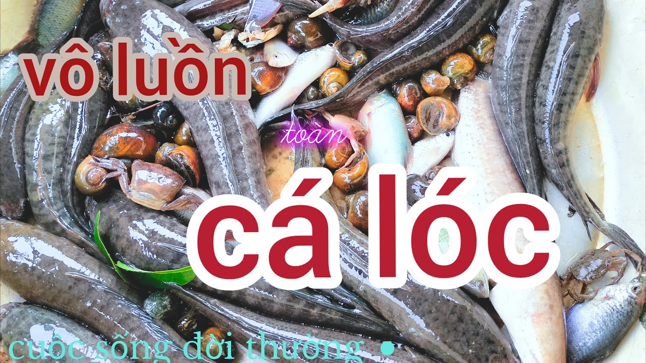 Buổi Thăm lờ sao bão Toàn cá lóc