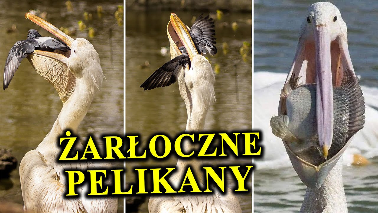 Pożerają Gołębie, Ż&oacute;łwie, a Nawet Padlinę - PELIKANY