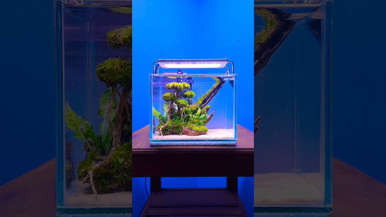 mini aquascape bonsai 200ribuan #hiasanrumah #aquascape #aesthetic #fyp #ikanhias #aquarium #seni