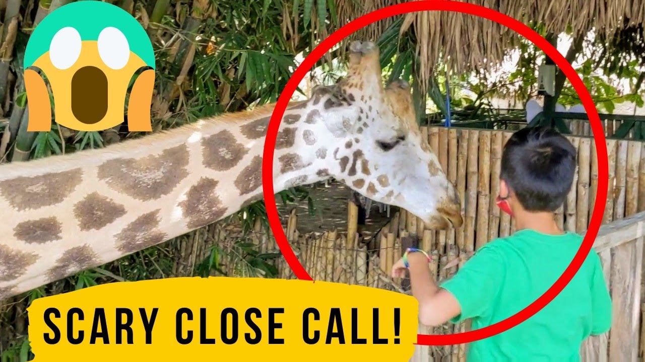 Auto Safari Chapin in Guatemala! #safari #zoo #guatemala