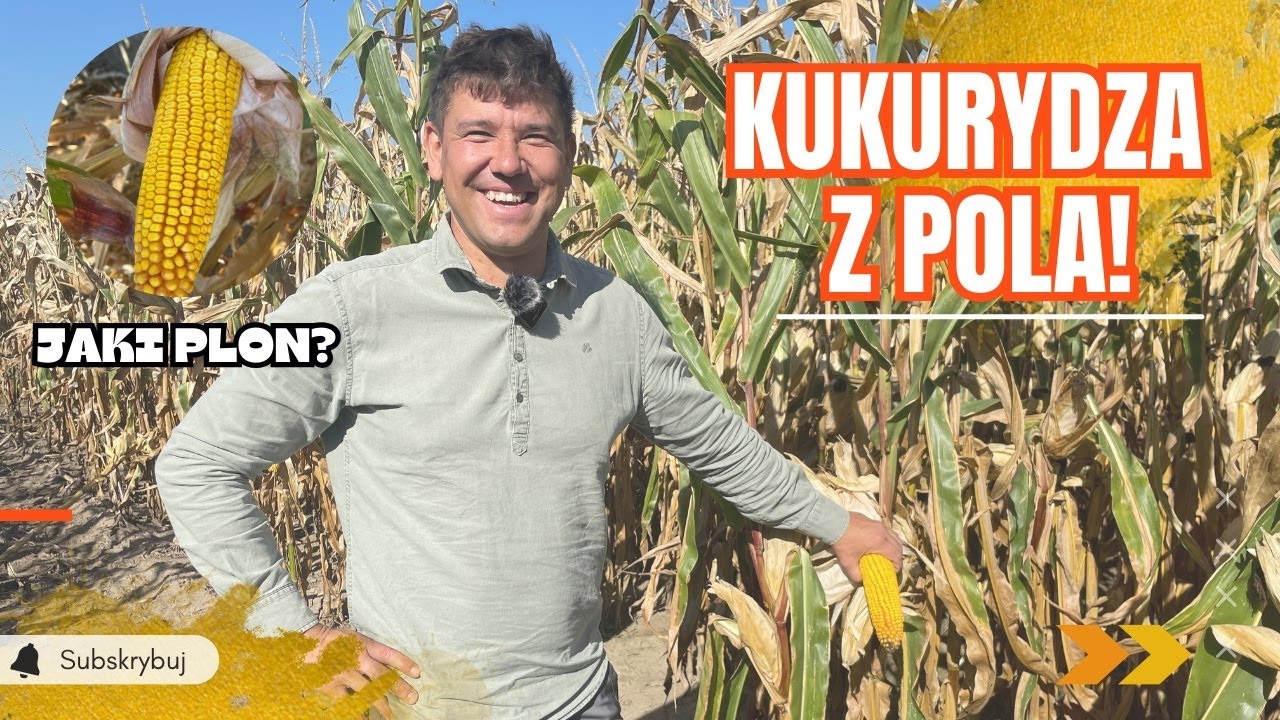 KUKURYDZA z pola! Kt&oacute;ry termin siewu plonuje najlepiej? Porady Karola z e-pole