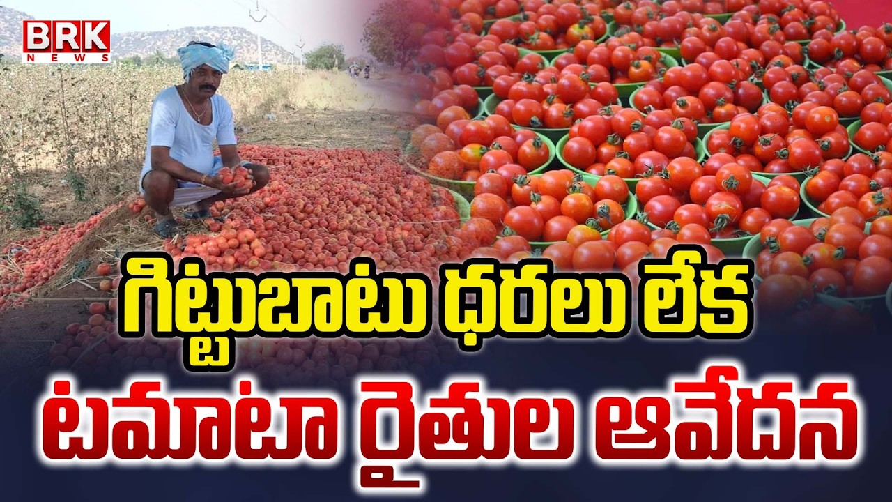 గిట్టుబాటు ధరలు లేక టమాటా రైతుల ఆవేదన |Kurnool Farmers Suffering to Affordable Price For Tomato Crop