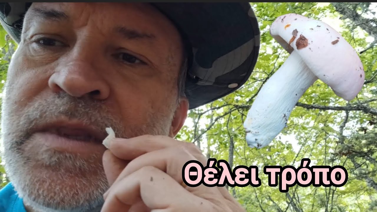 &Delta;&omicron;&kappa;&iota;&mu;ή &gamma;&epsilon;ύ&sigma;&eta;&sigmaf;. Russula aurora ?