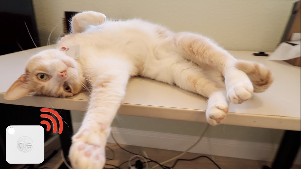 Tile Mate and Cat - How to Find My Cat