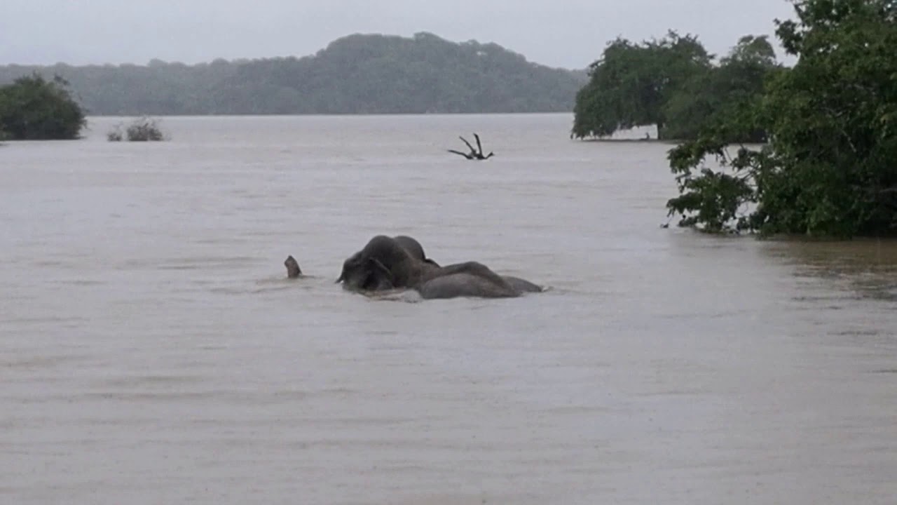 Elephant River cross in kumana
