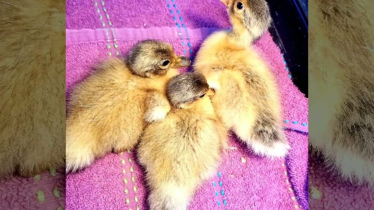 Cute baby duck, geese and quail edit.