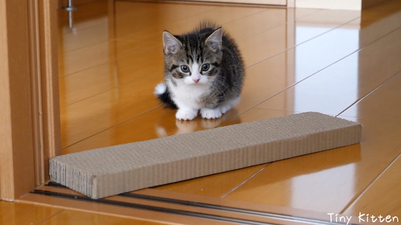 Cute little kitten that freezes up in fear of the vacuum cleaner&hellip;
