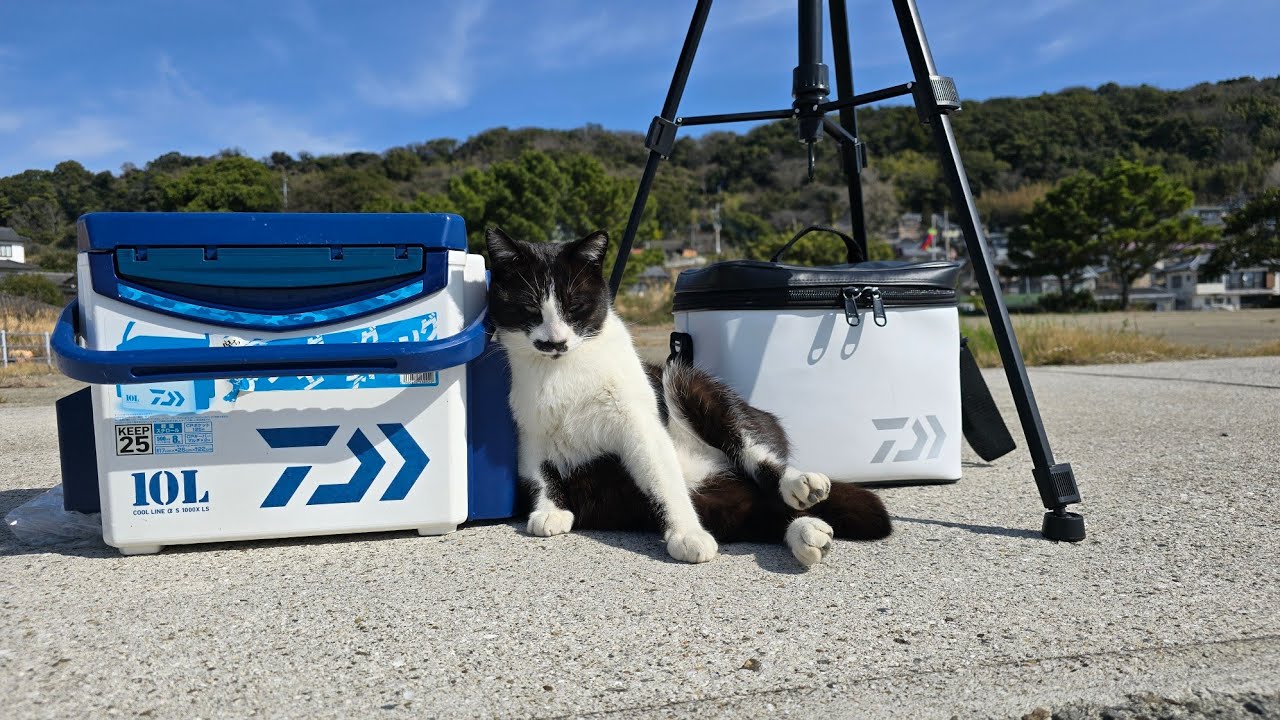【堤防釣り】猫の島と呼ばれる離島で堤防釣りしてきた🎣