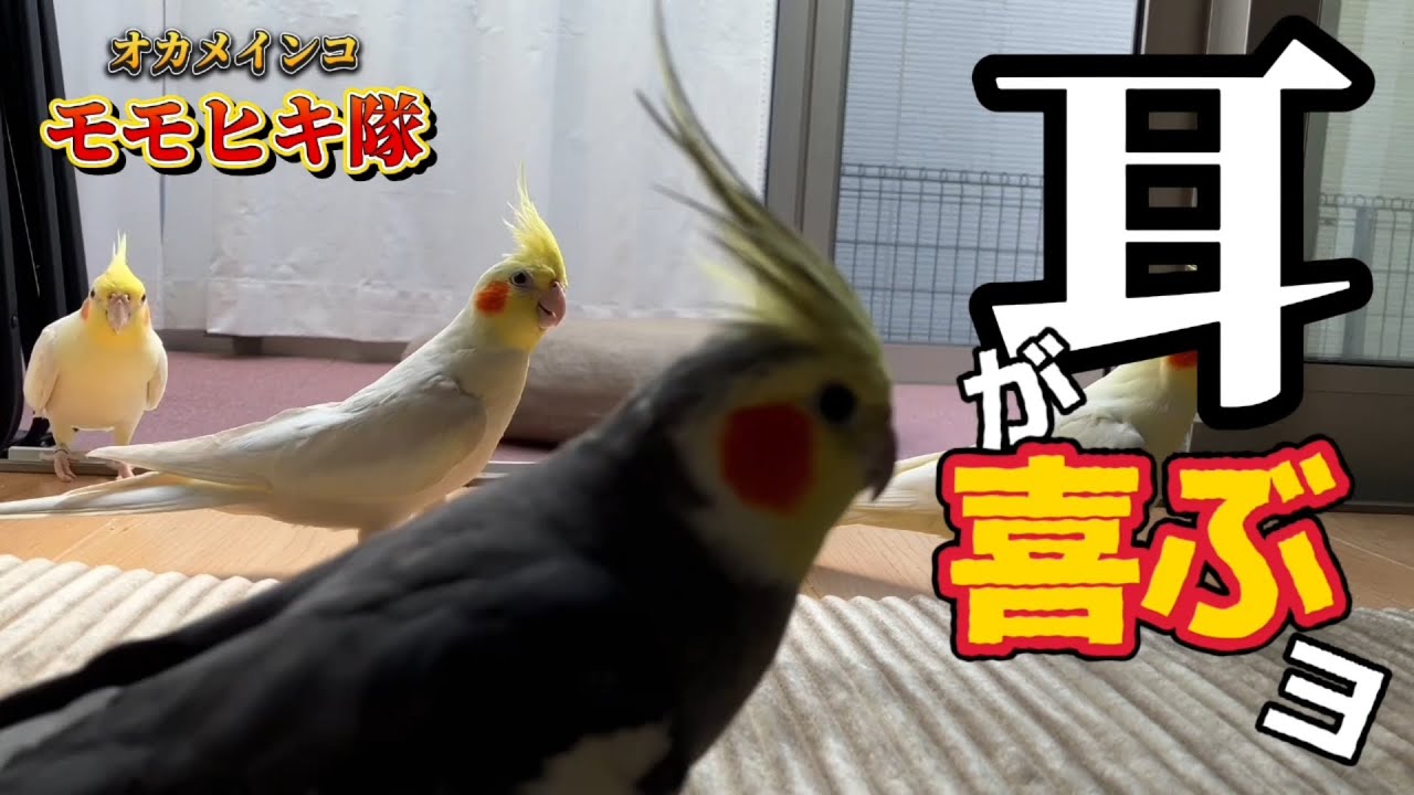 【極上ASMR】オカメインコ4羽が奏でる**