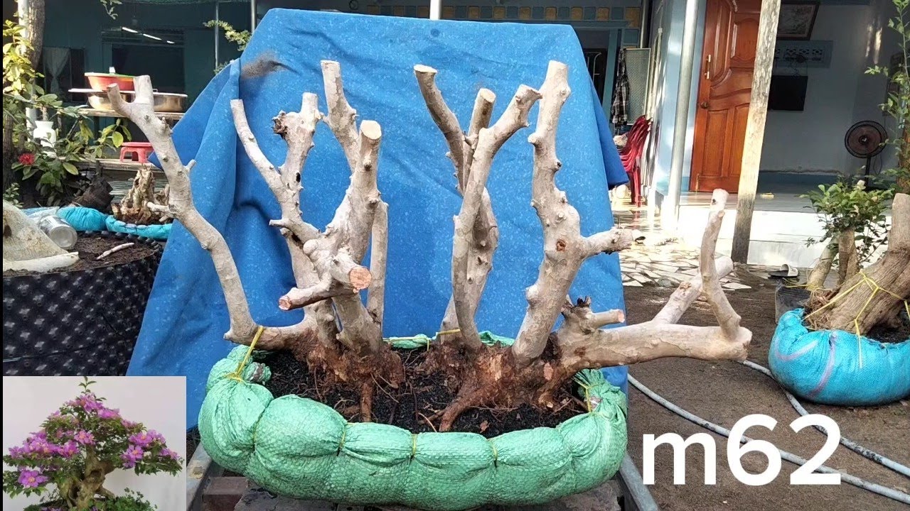 7//3 glae bằng lăng và kim tiền đt 0971.631433