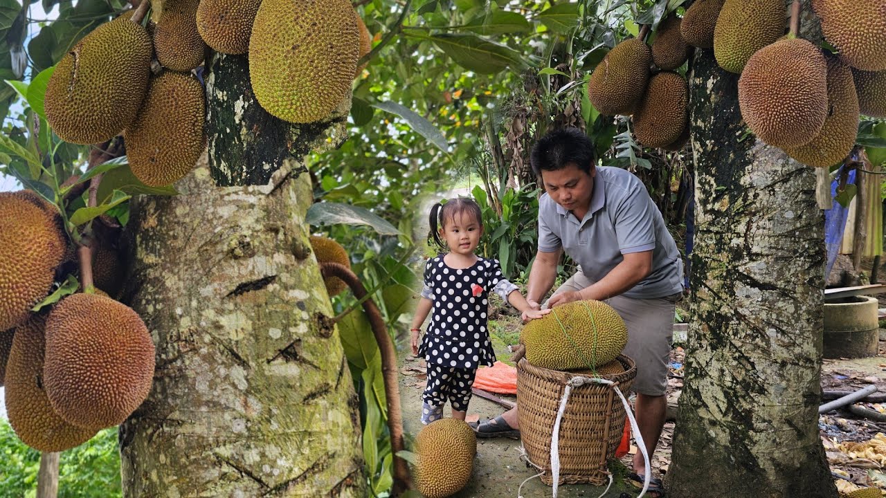 Harvesting jackfruit garden bringing to the market to sell - Taking care of pigs.