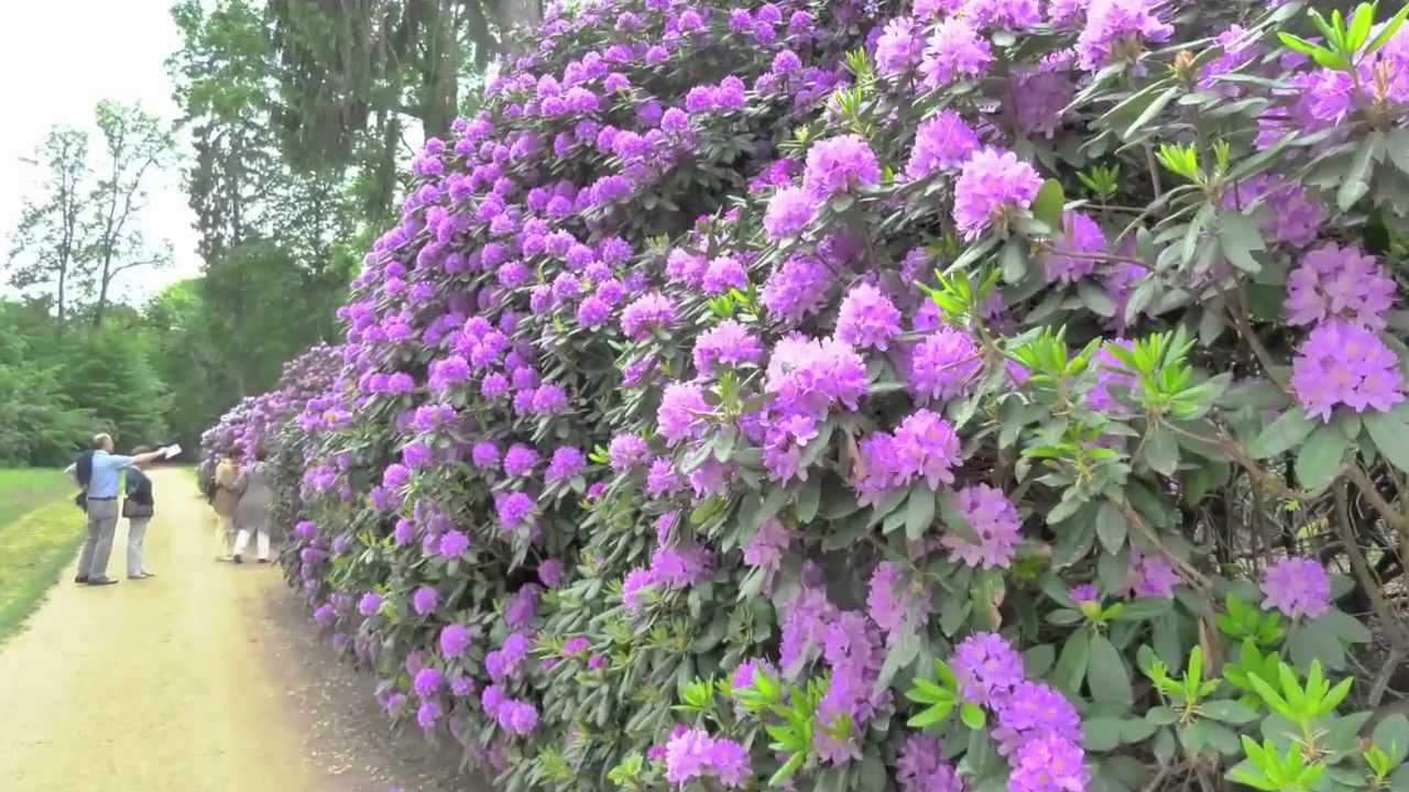 Park Wolfsgarten
