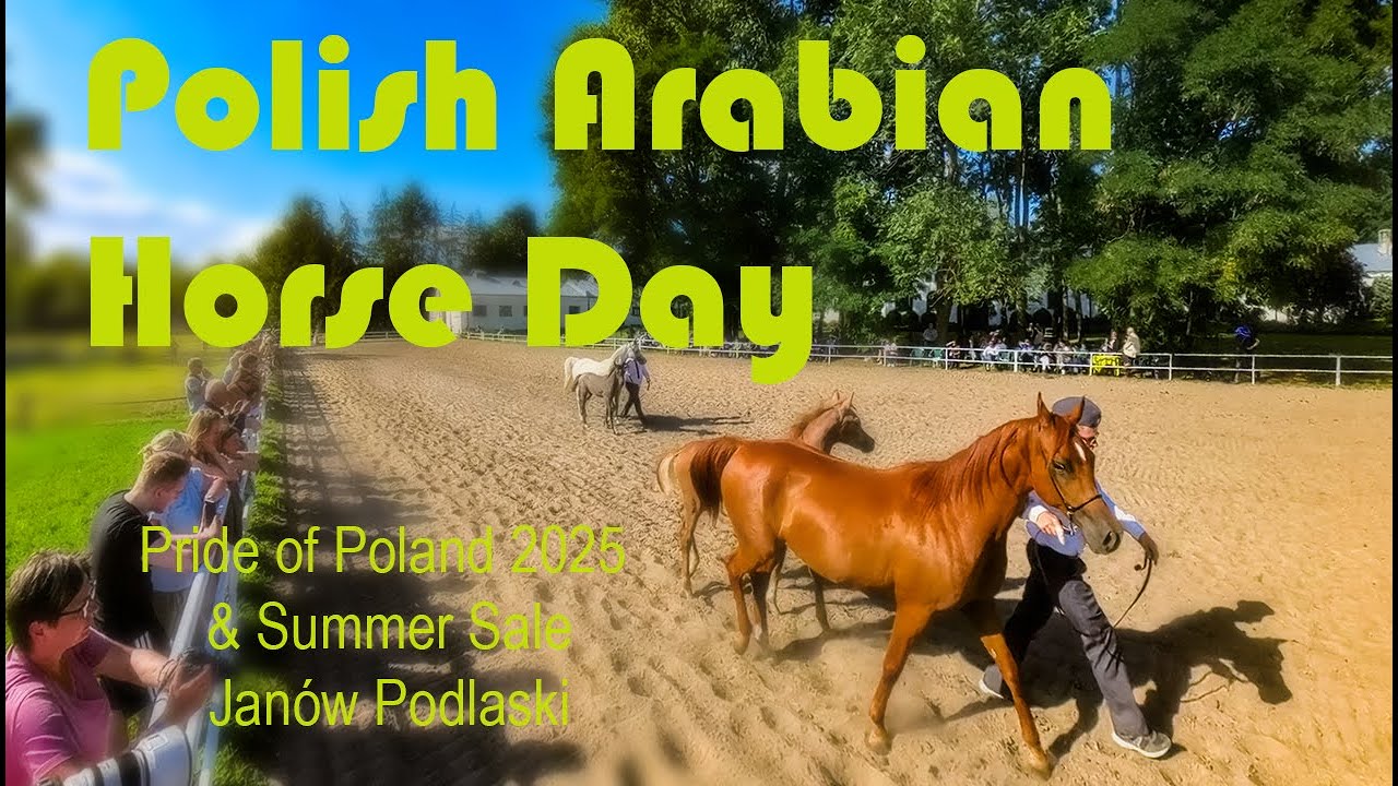 Jan&oacute;w Podlaski Arabian Horse Stud Farm - Poland 🌍✨ #arabianhorseshow #horse #poland