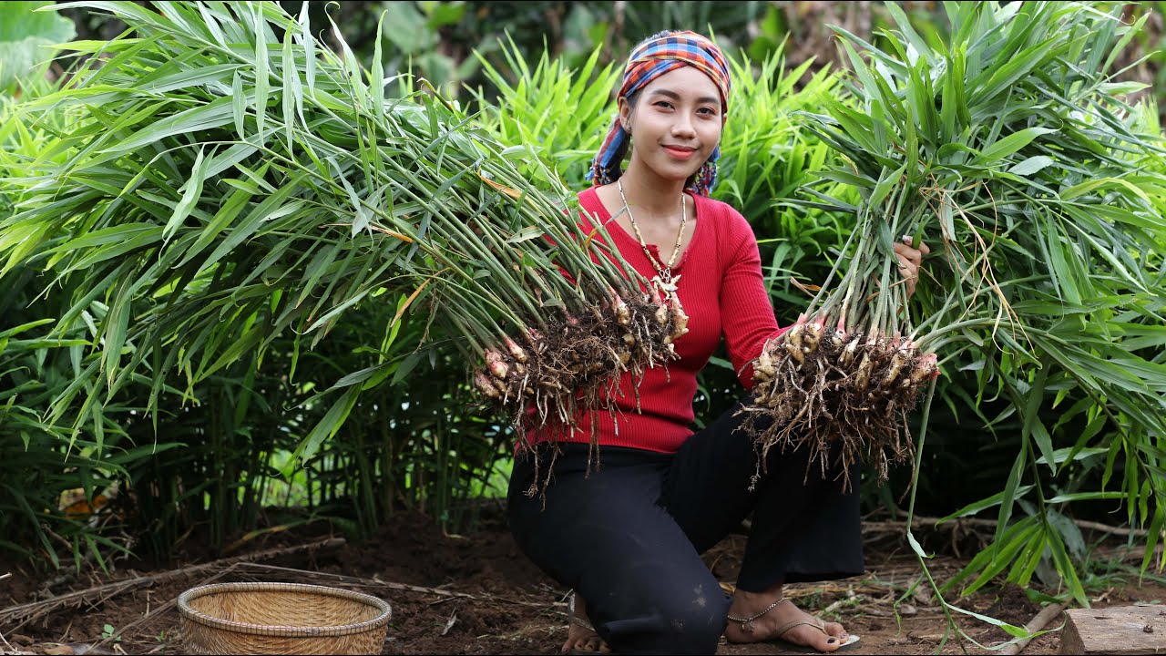 Dig ginger in my homeland for cooking - Healthy food