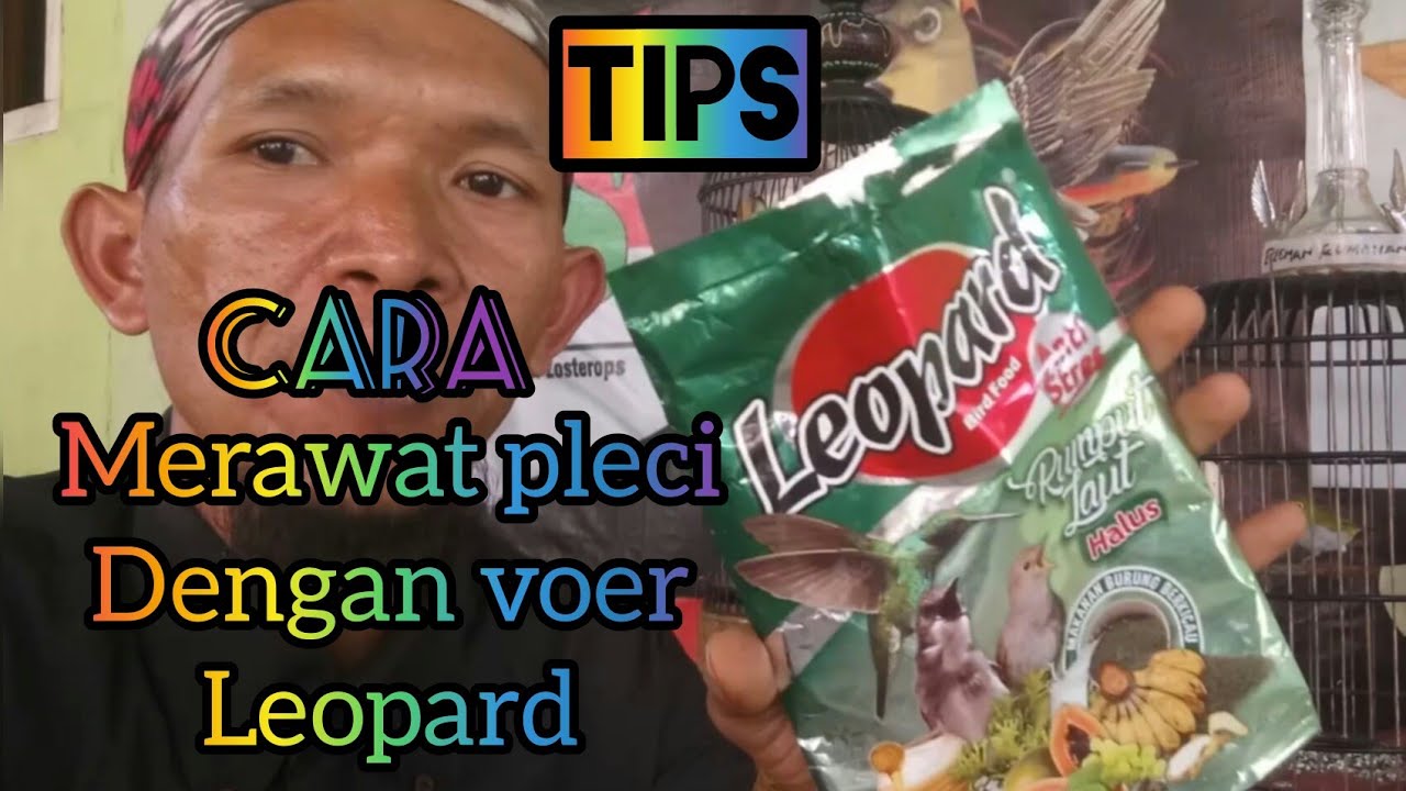 Cara merawat pleci dengan voer leopard sampai buka paruh