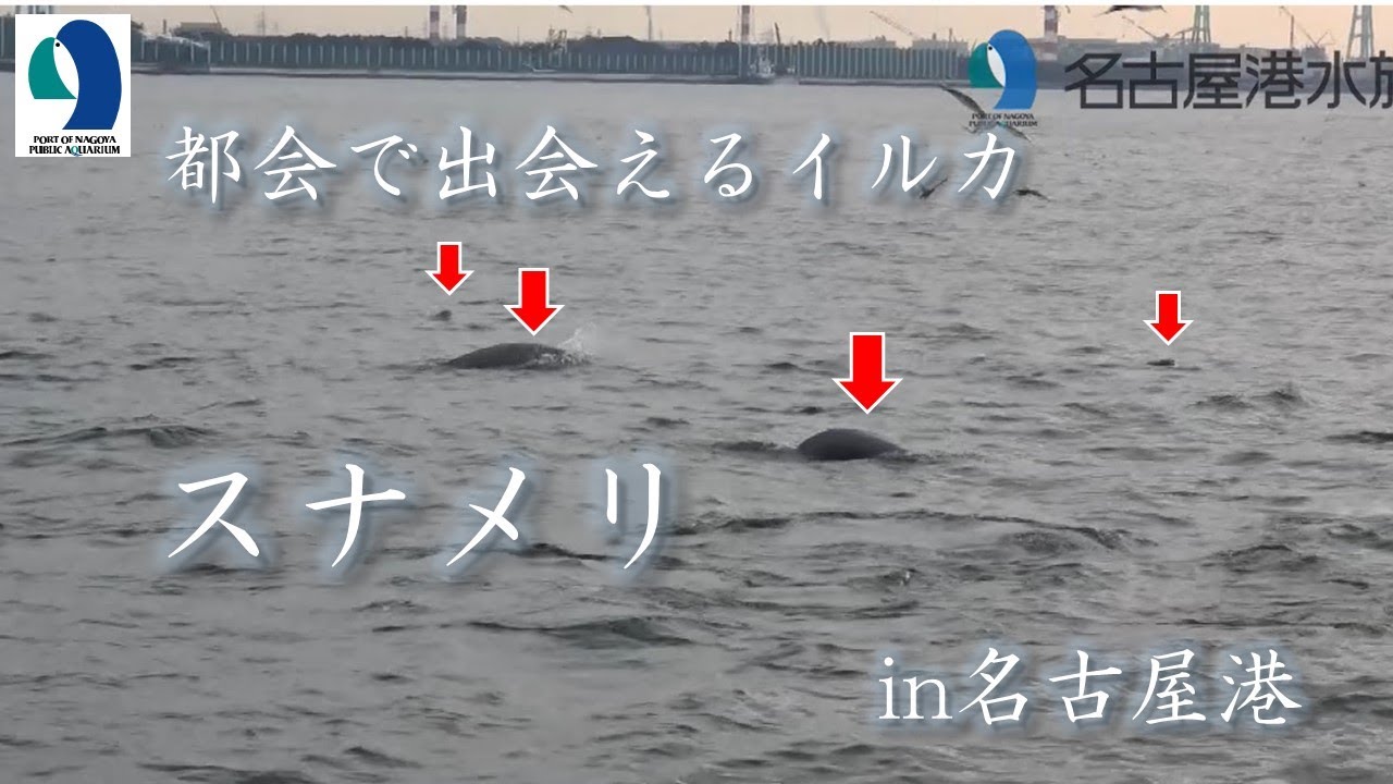 【名古屋港水族館】都会で出会えるイルカ　スナメリは海鳥とともに（高画質版）