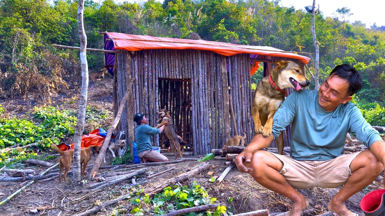 The emotional reunion of Sơn and his dogs at their new home in the forest.