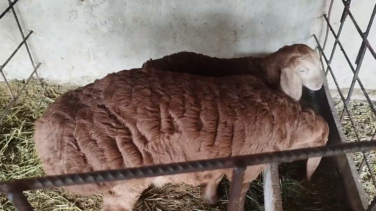 Арашан Тж