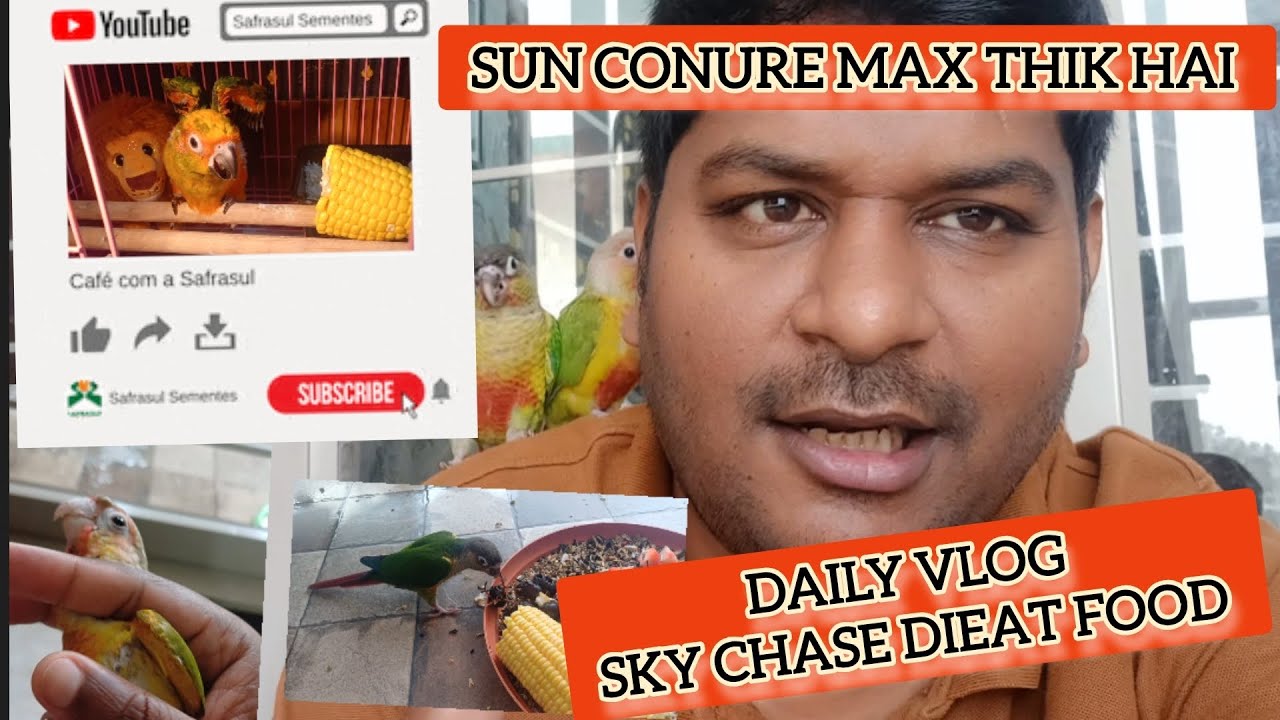 Daily vlog | Indomediabirdsfarm | SKY&CHASE diet food | sunconure max uodate | #indomediabirdsfarm