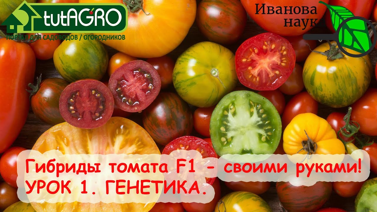 НАДОЕЛИ НЕВКУСНЫЕ ТОМАТЫ? ХВАТИТ! Гибриды F1 томата своими руками. Урок 1. Генетика.