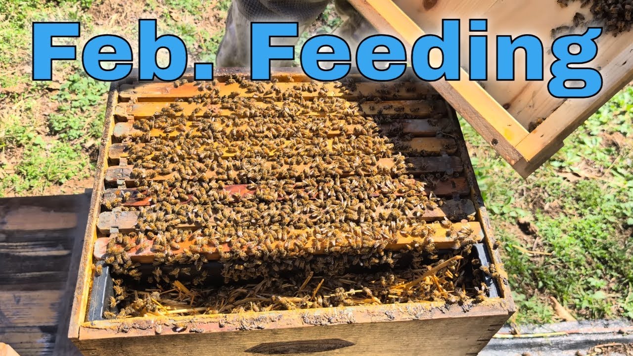 Feeding Bees in Late Feb. Tennessee!