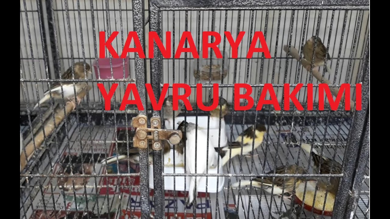 Kanarya Yavru Bakımı Nasıl Yapılır(Ayrı Kafeslere Koyulan Yavru Kanaryalara Nasıl Bakım Yapılır)